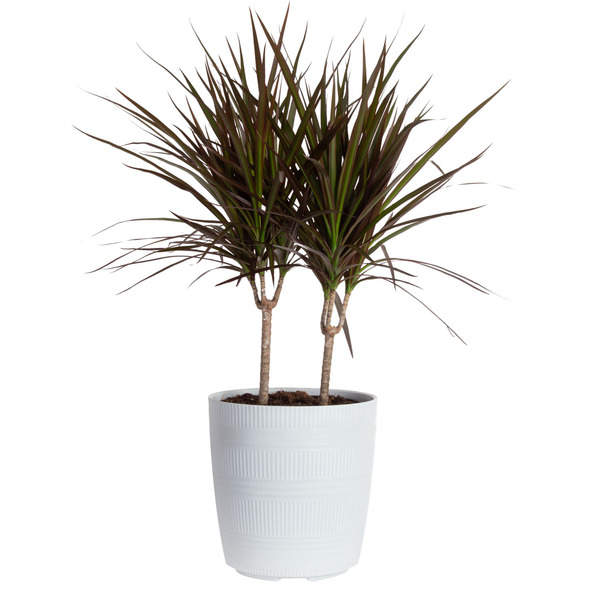 Costa Farms Dracaena Marginata in Plastic Pot