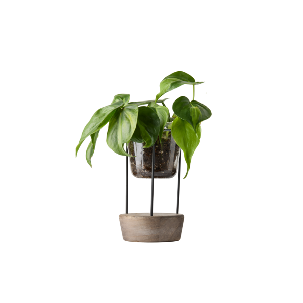 Live Trends Troposphere Metal Pot, Assorted Greenhouse Picks