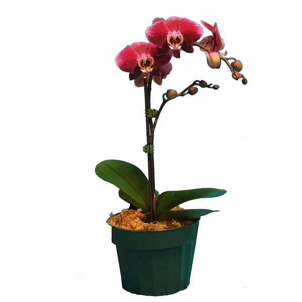 Better-Gro Orchid House plant in 1.81 Pint(s) Pot 1 -Pack