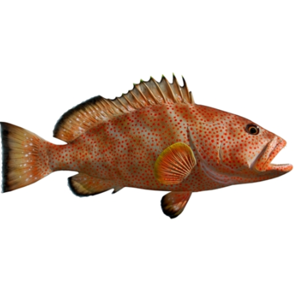 Strawberry Grouper
