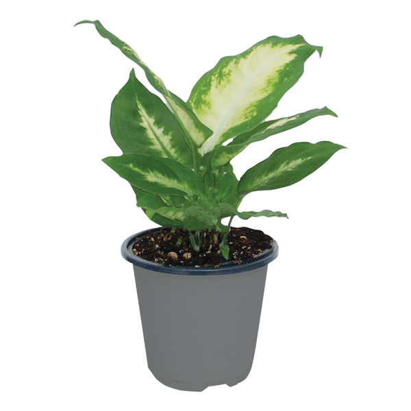 Aldi 4 foliage same day delivery or pickup instacart