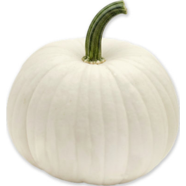White Pumpkin