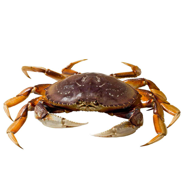 Live Dungeness Crab