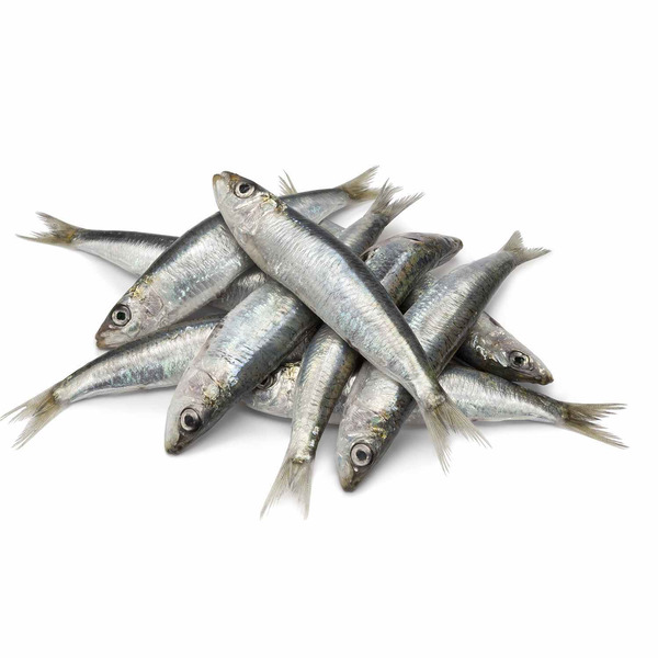 OK Sardine
