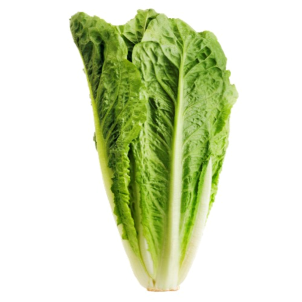 Organic Romaine Lettuce