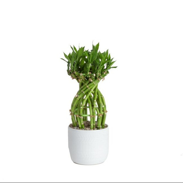 Lowe's Costa Farms Lucky Bamboo with Planter Same-Day Delivery | Instacart