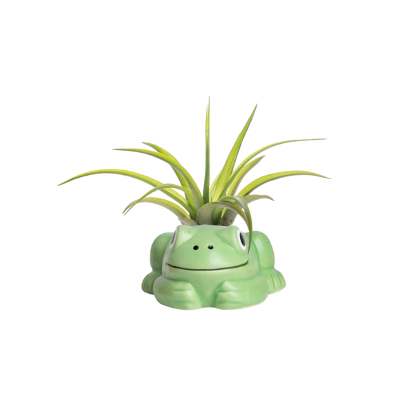 Live Trends Sticking Around, Ceramic Air Plant Figurine