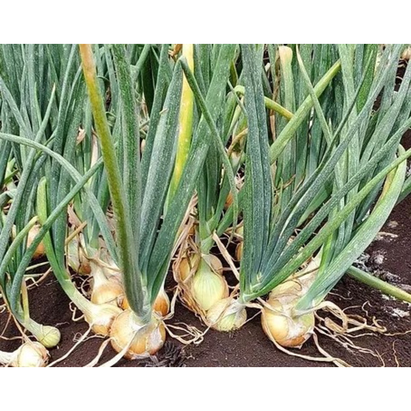 Brothers Market White Onion 10lb