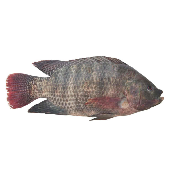 Live Tilapia
