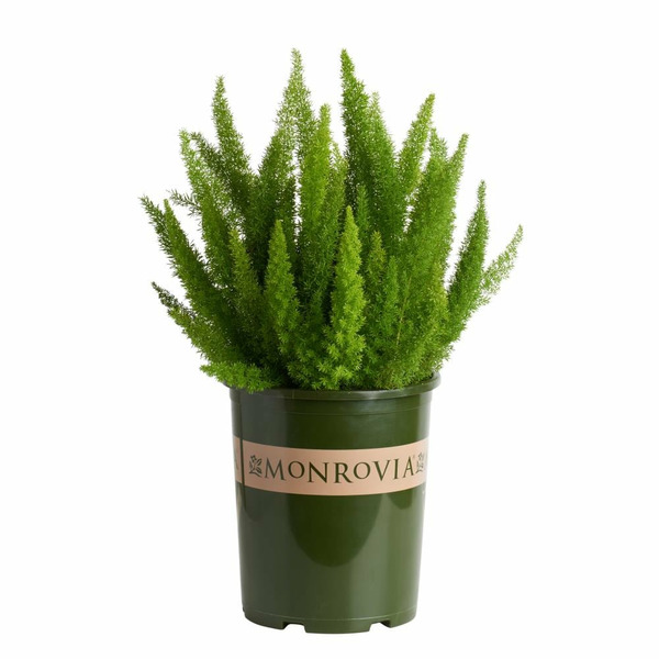 Monrovia 3.58 -Gallon White Foxtail Fern 1 -Pack - Low Maintenance