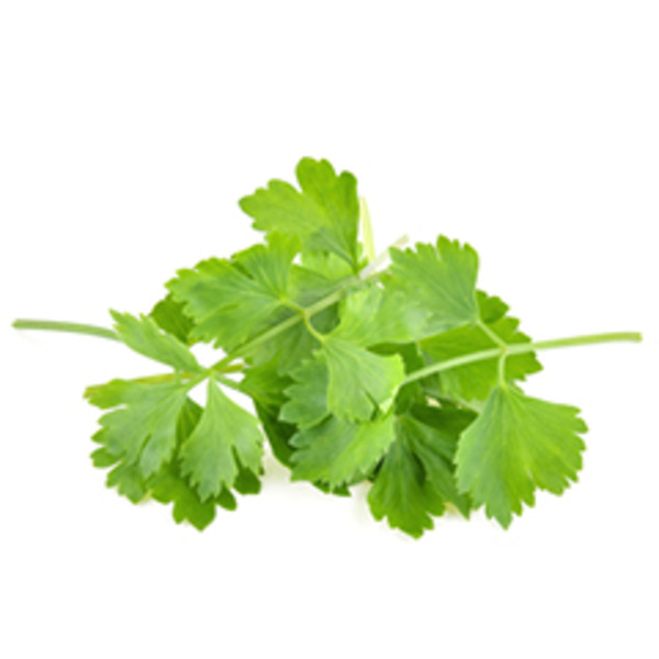 Cilantro