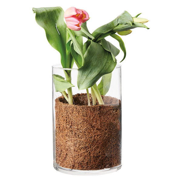 Tulips in Glass Vase Same-Day Delivery or Pickup | ALDI