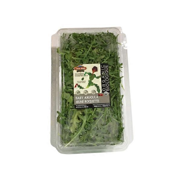 Large Classic Baby Arugula Shell