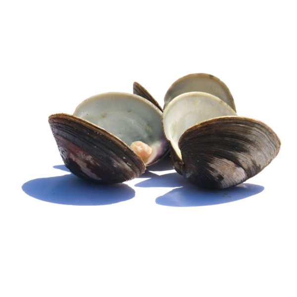 Little Neck Clams (Farmed, USA, Florida) - 100 ct