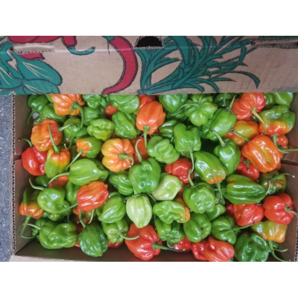 Habanero, 8 lbs