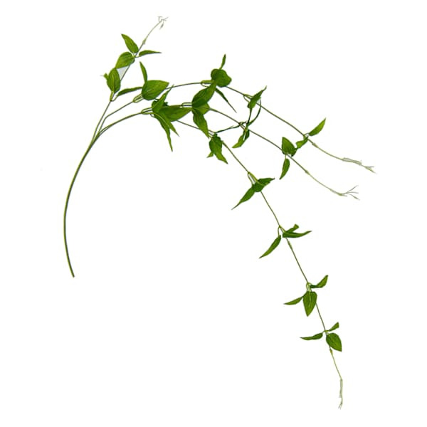 Willow Crossley 38IN L JASMINE VINE