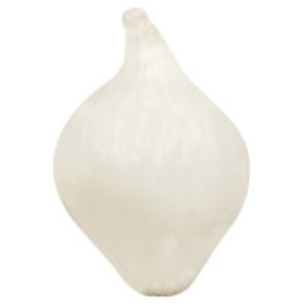 Pearl Onion