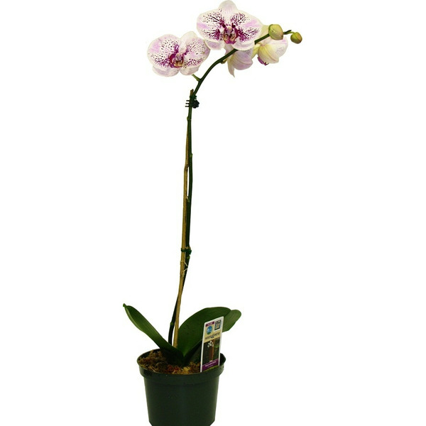 Unbranded Phalaenopsis House plant in 1.95 Quart(s) Pot 1 -Pack