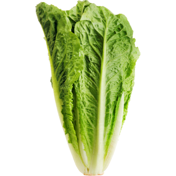 Romaine Lettuce