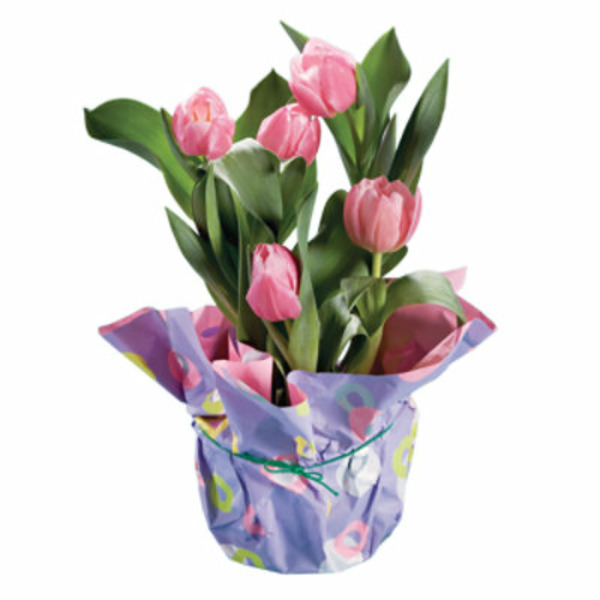 Safeway Dan Schantz Tulips SameDay Delivery or Pickup Instacart