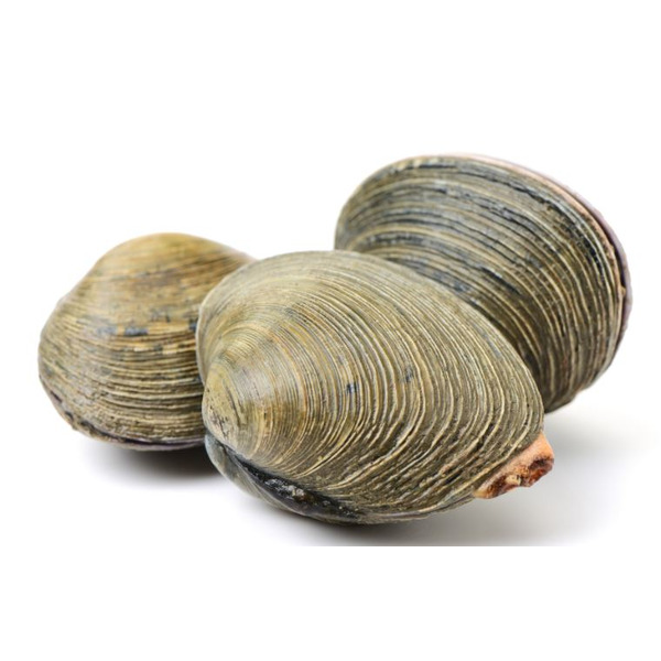 Top Neck Clams (Farm Florida) - 100 ct