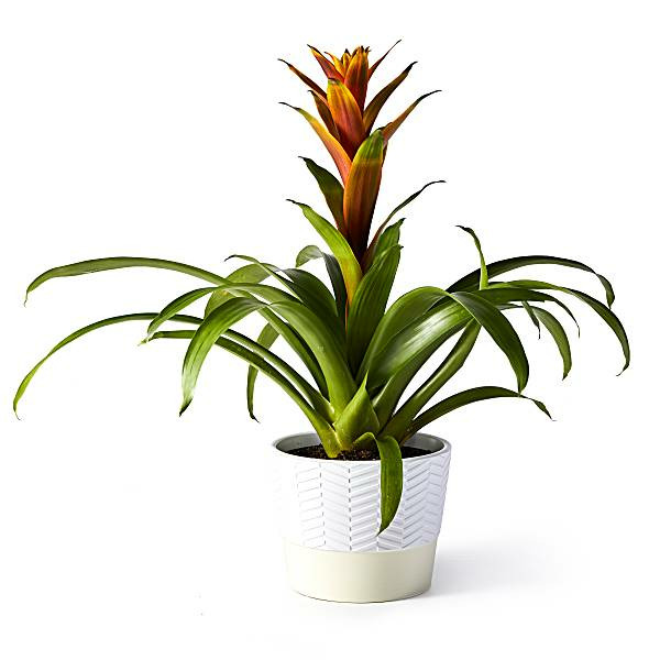 anthurium acura Anthurium argyrostachyum