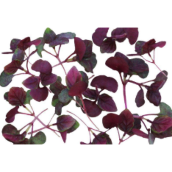 Micro Red Shiso