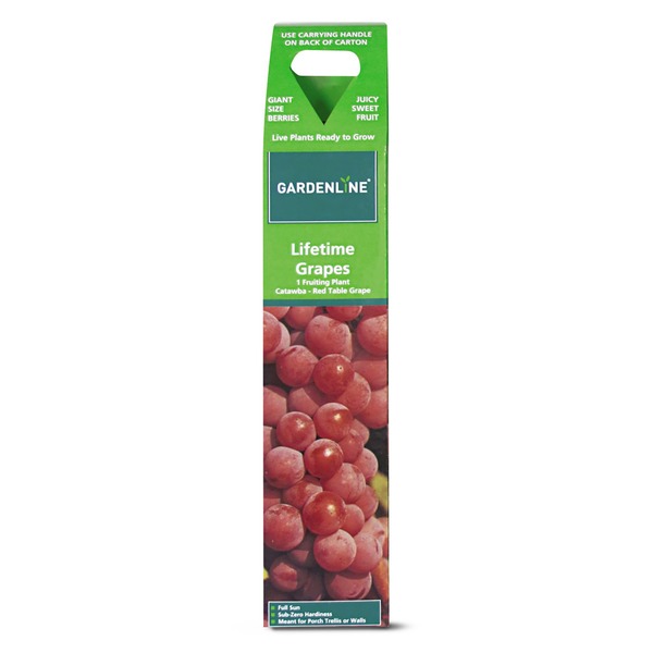 Gardenline Catawba Grape Same-Day Delivery or Pickup | ALDI