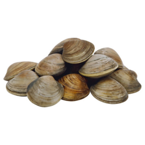 Live New Zealand Littleneck Clams