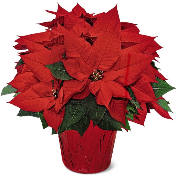 6" Poinsettia (1 ct) from ALDI Instacart