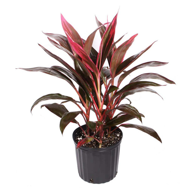 Costa Farms 10 In. Cordyline (shrub)