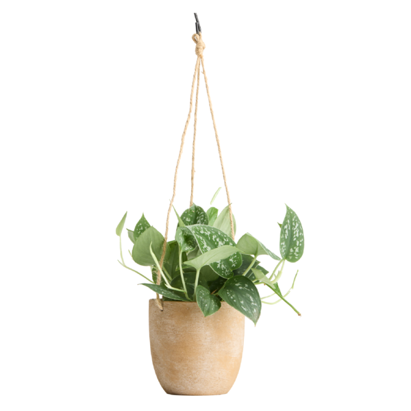 Live Trends Guideline Ceramic Hanging Pot, Assorted Greenhouse Picks