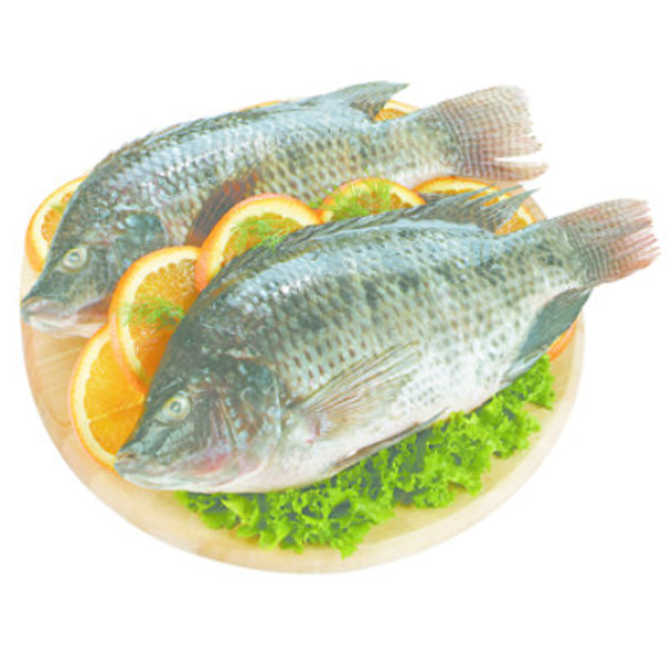Frozen Whole Head on Tilapia
