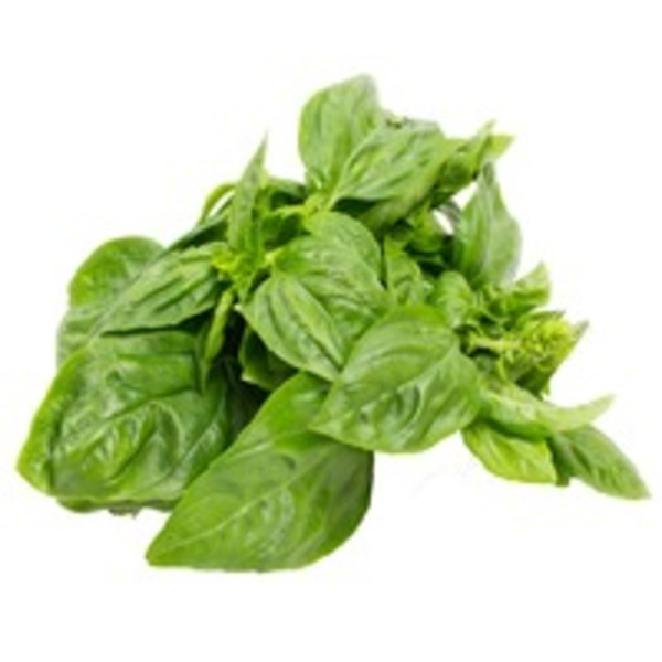 Basil