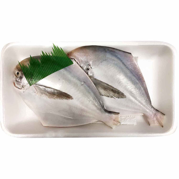 Small White Pomfret