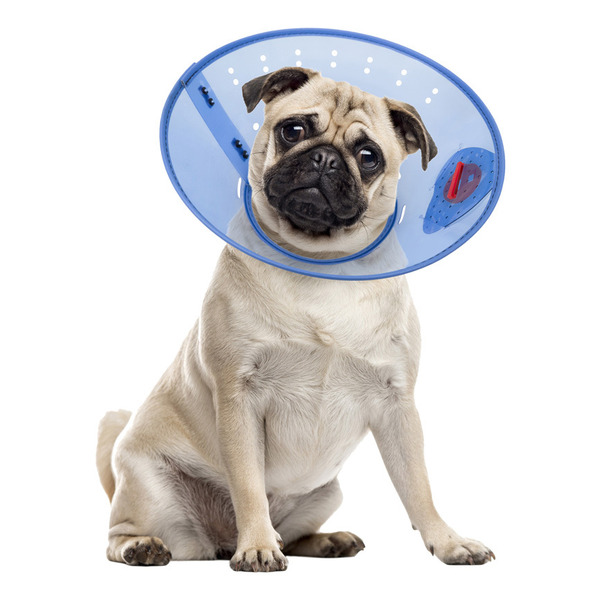 Calm Paws Behavior Support Calming E-Collar