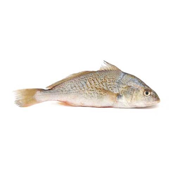 Croaker Same-Day Delivery | HMart