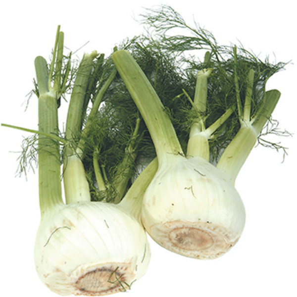 Fennel (Anise)