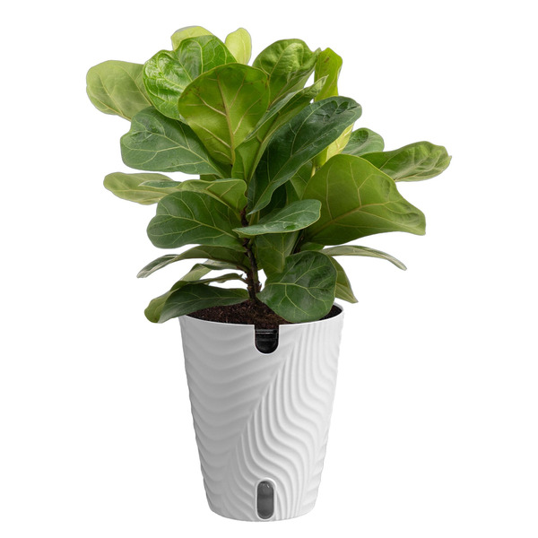 Costa Farms Fiddleleaf Fig House plant in 1.4 Quart(s) Self-watering pot 1 -Pack