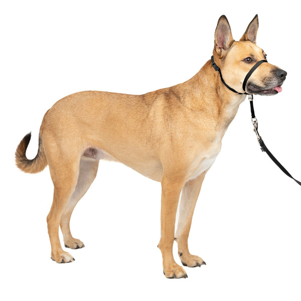 PetSafe Gentle Leader Dog Headcollar, Medium, Black