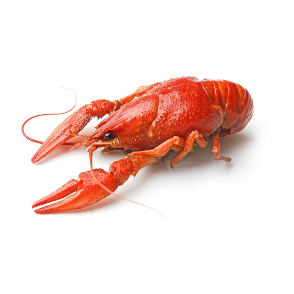 Previously Frozen Whole Cooked Crayfish
