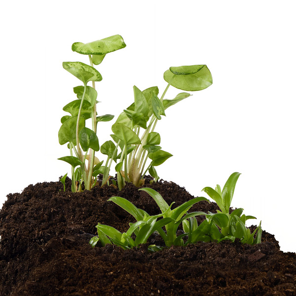 Thrive Tissue Cultured Live Terrarium Plant - Green