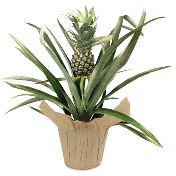 adult snake plant Moonshine