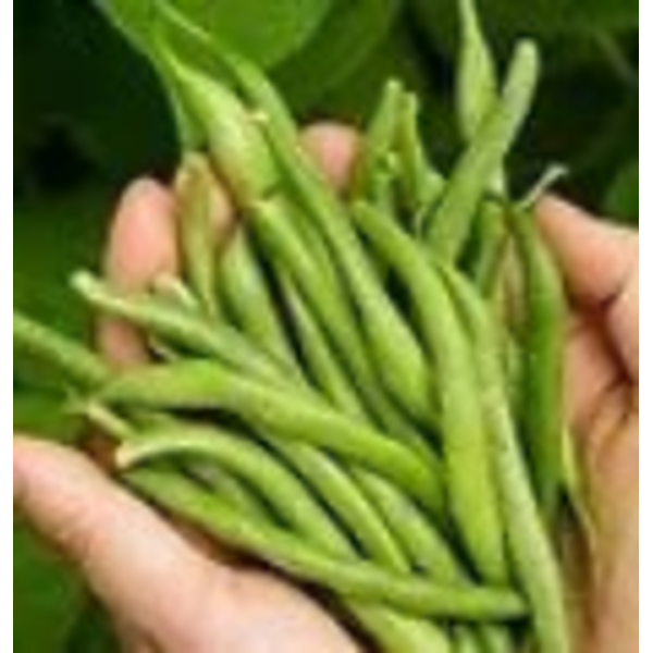 French Cut Beans - 2 lbs
