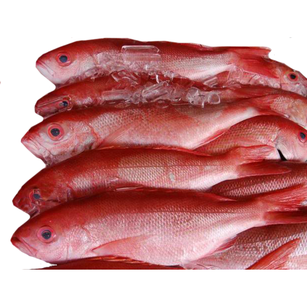 B-Liner Snapper - 2/4 lbs