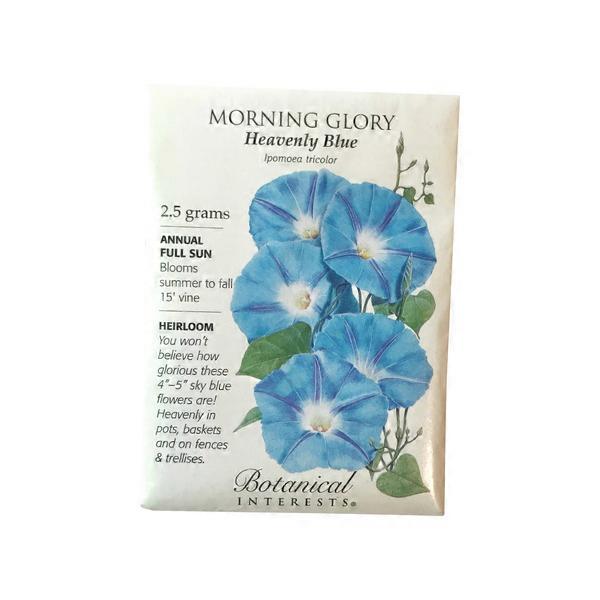 Botanical Interests Morning Glory Heavenly Blue Botanical Interests Morning Glory Heavenly Blue