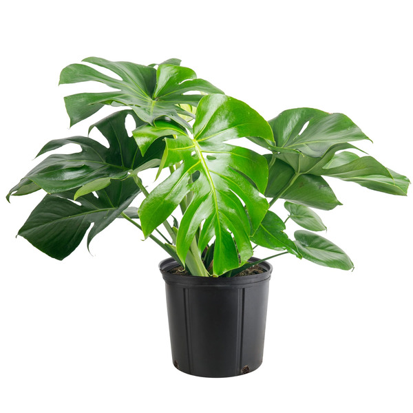 Costa Farms Monstera House plant in 1.75 Gallon(s) Pot 1 -Pack