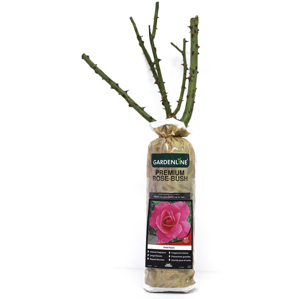 Gardenline Premium Rose Bush-Pink Peace Same-Day Delivery or