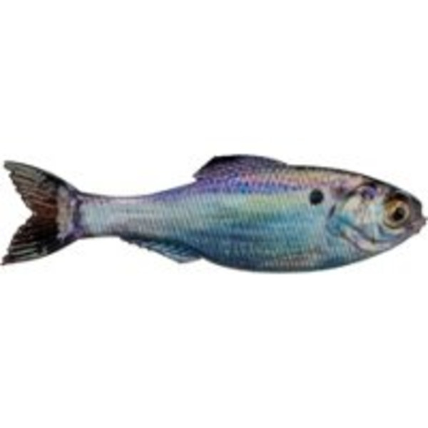 Michael David Winery Panorama Soft Bait - Live Gizzard Shad