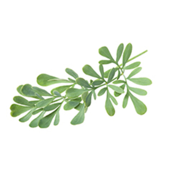 Rue (Ruda) Plant